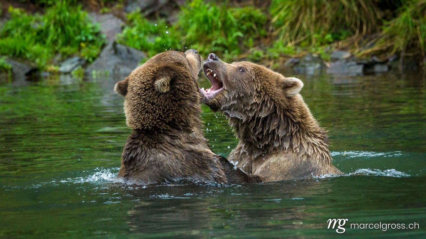 . two subadult grizzly bears fighting in the water, Lake Clark National Park, Alaska. Marcel Gross Photography