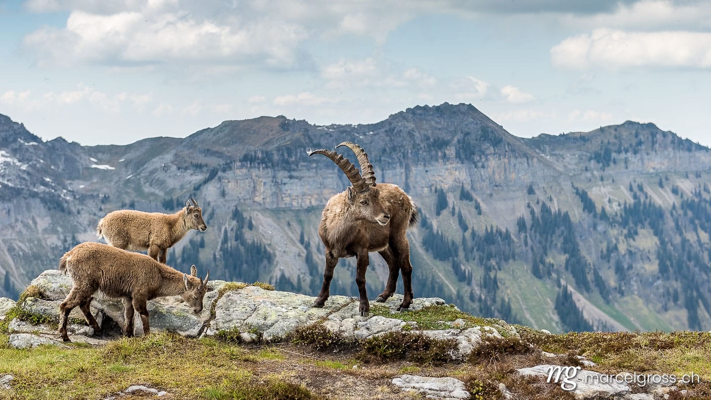 Steinbock Bilder. Männlicher Steinbock mit Jungtieren. Marcel Gross Photography