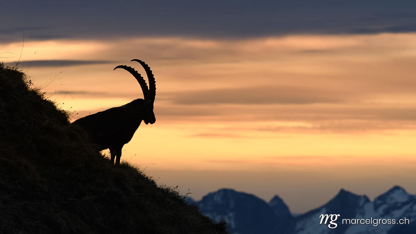 Steinbock Bilder. silhouette of an impressive male ibex (Capra ibex) in the Bernese alps during sunrise. Marcel Gross Photography