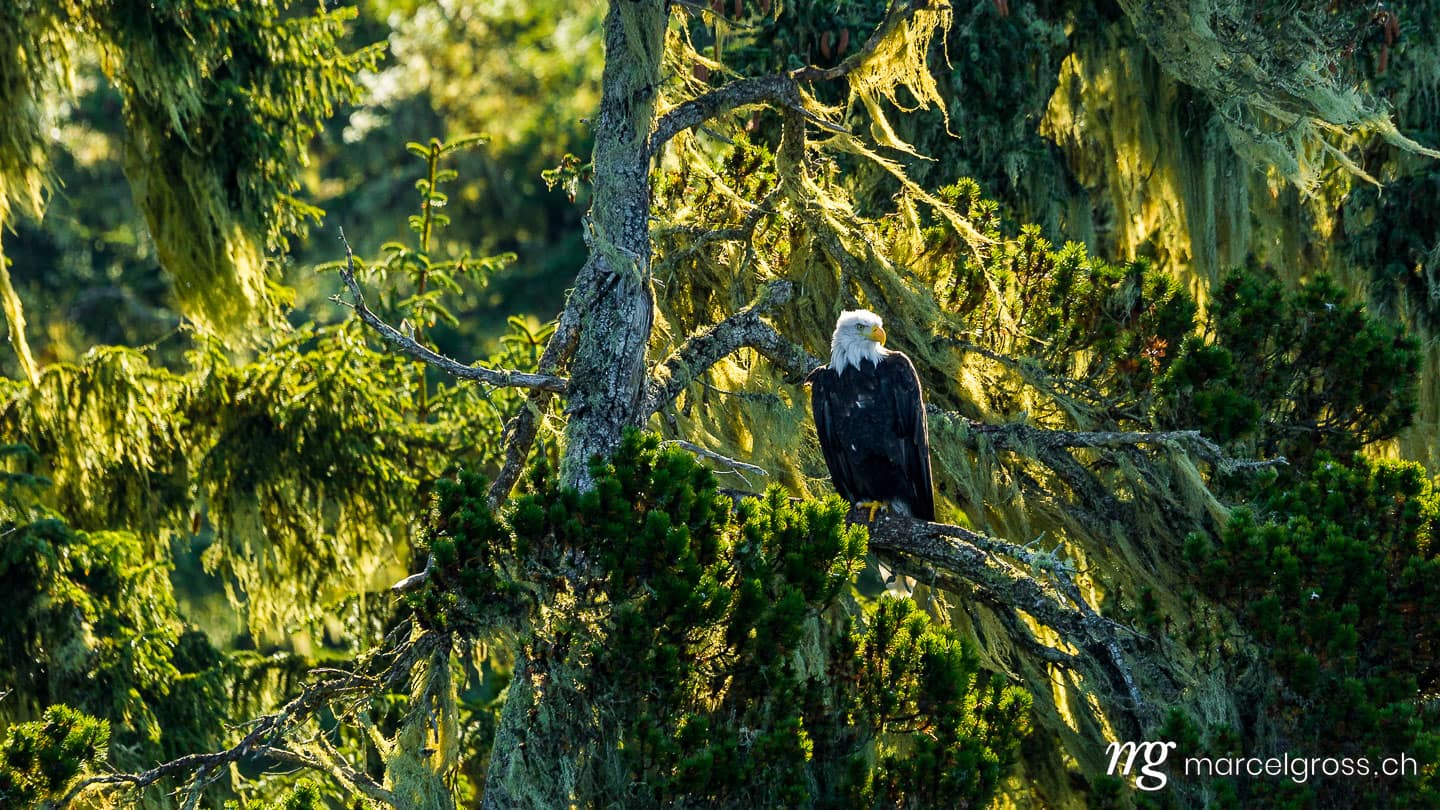 . Bald Eagle. Marcel Gross Photography