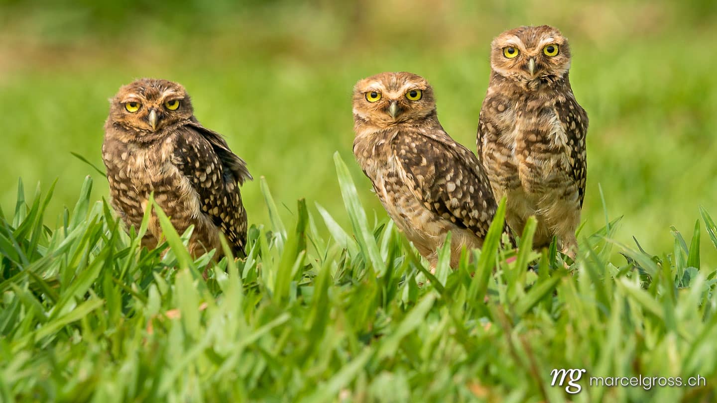 . Kaninchenkauz-Familie nahe Iguazu, Brasilien. Marcel Gross Photography