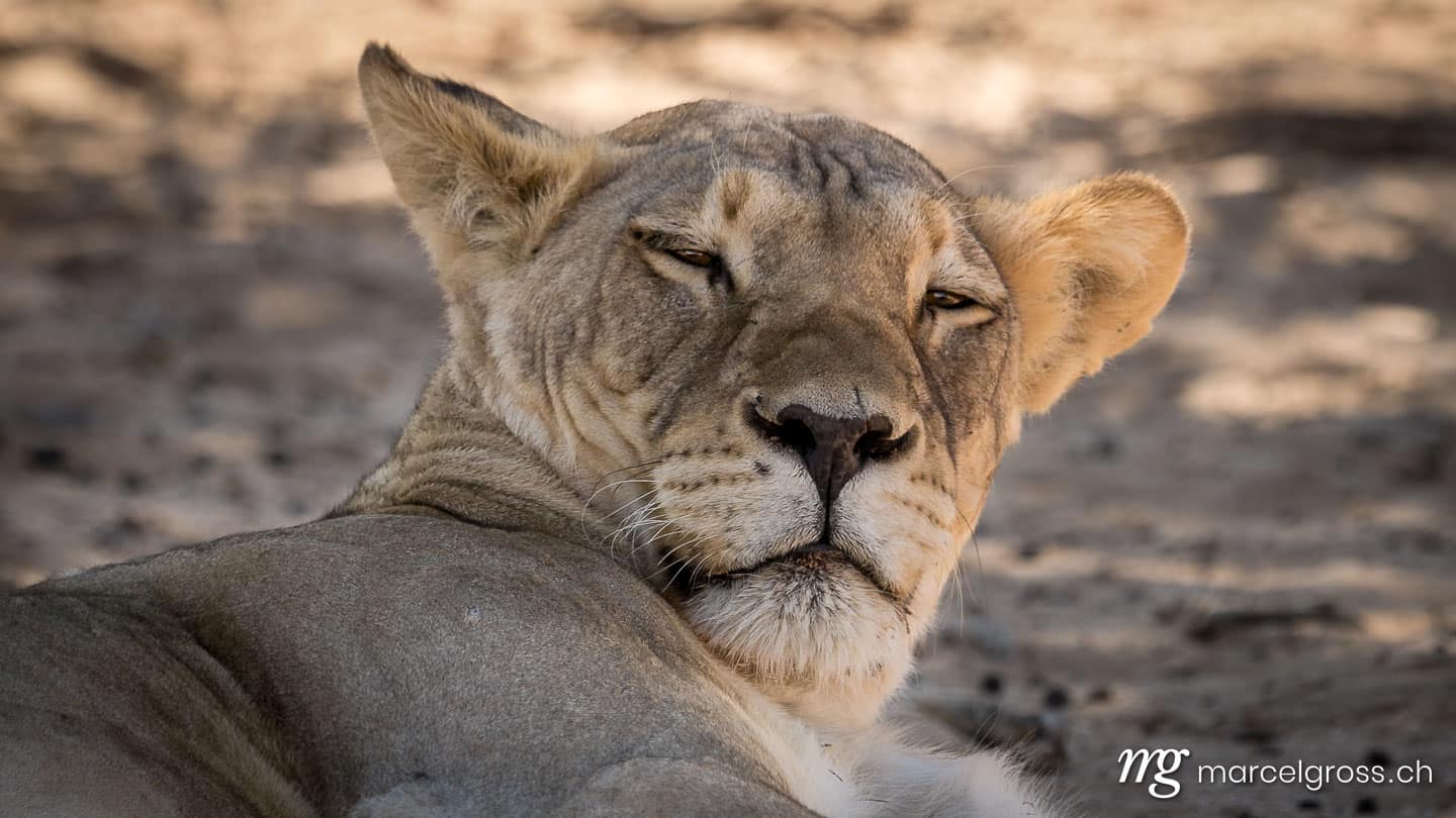 . sleepy lion in Kgalagadi Transfrontier Park. Marcel Gross Photography