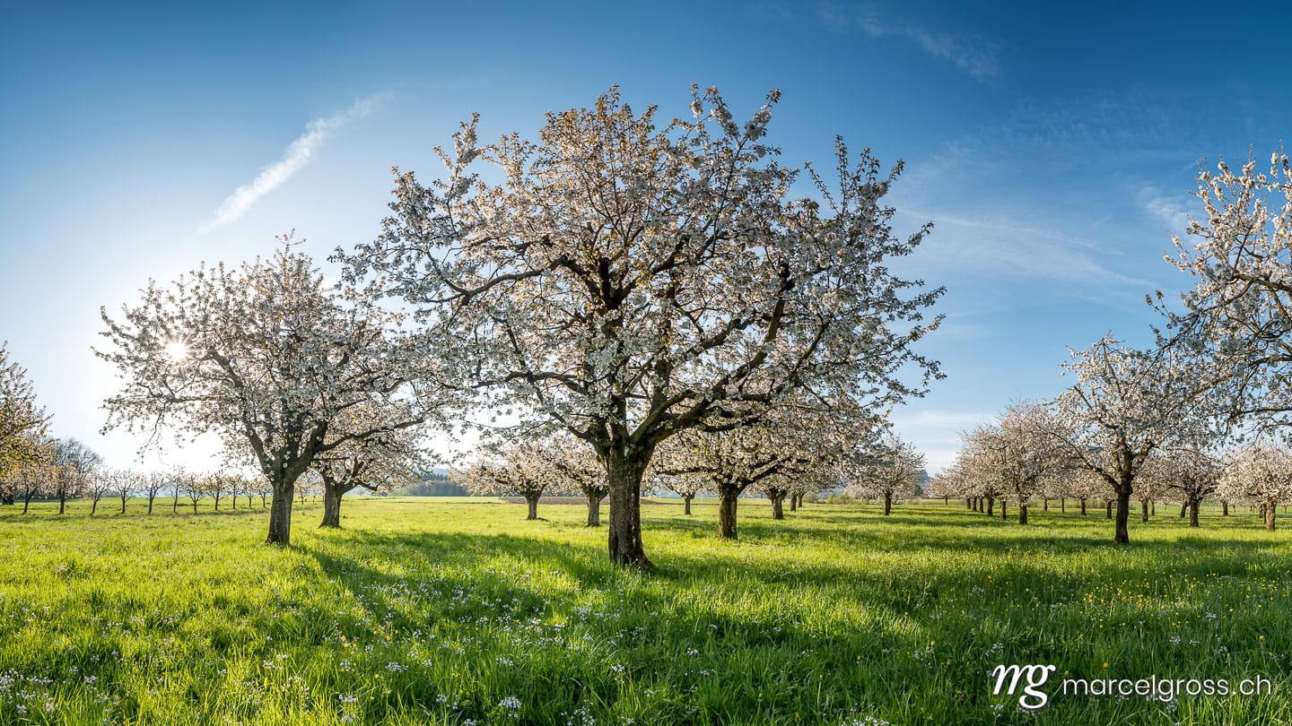 Panoramabilder Schweiz. sun shining into cherry orchard in Baselland in spring. Marcel Gross Photography