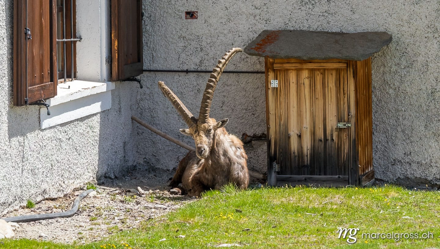 Steinbock Bilder. Steinbock wie Wachhund vor Refugio Stella, Grand Paradiso Nationalpark. Marcel Gross Photography