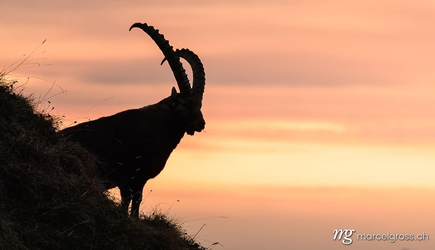 Steinbock Bilder. silhouette of an impressive male ibex (Capra ibex) in the Bernese alps during sunrise. Marcel Gross Photography