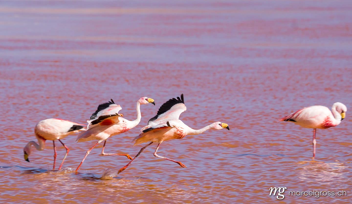 . ready to take off. Marcel Gross Photography