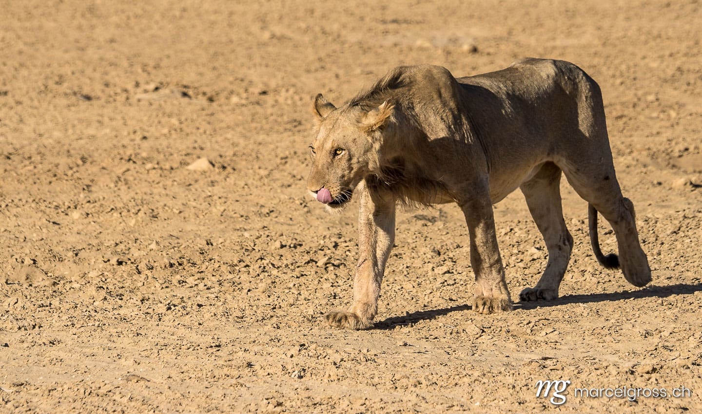 a young male lion approaching the waterhole through the dry riverbed of Auob River. Taken by Marcel Gross Photography