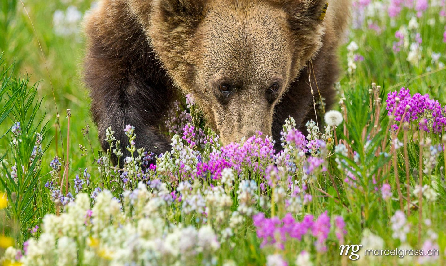 . grizzly in wildflower field. Marcel Gross Photography