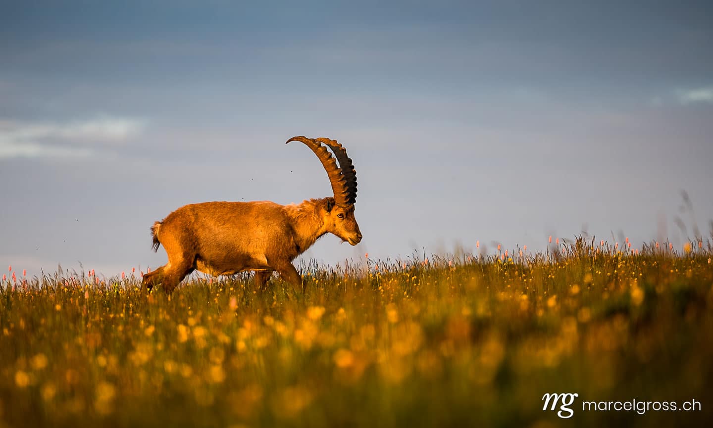 Steinbock Bilder. Prächtiger männlicher Alpen-Steinbock im Morgenlicht auf Alpwiese in den Berner Alpen. Marcel Gross Photography