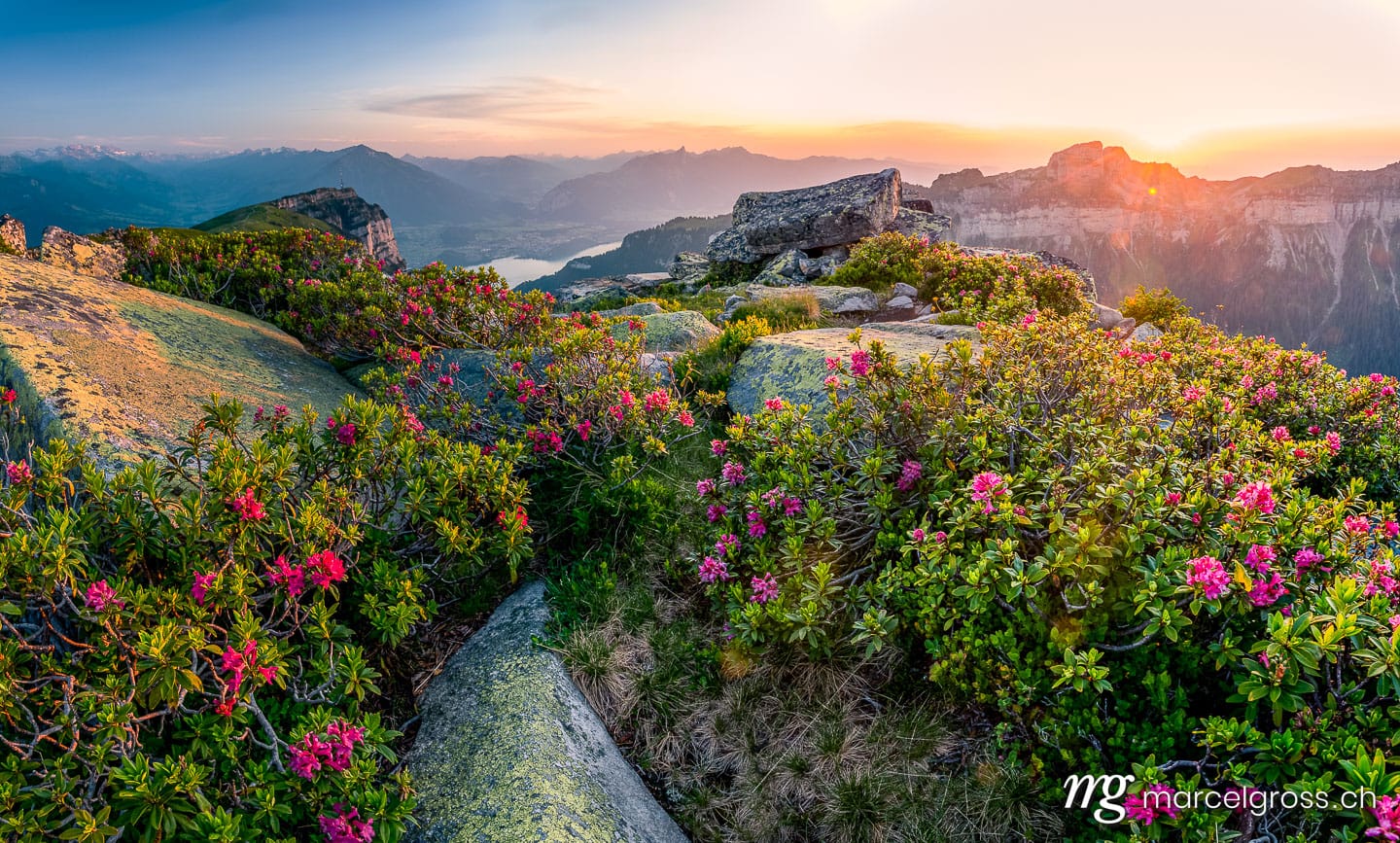 Abendstimmung mit Alpenrosen auf dem Niederhorn mit Blick Richtung Thunersee und Thun. Taken by Marcel Gross Photography