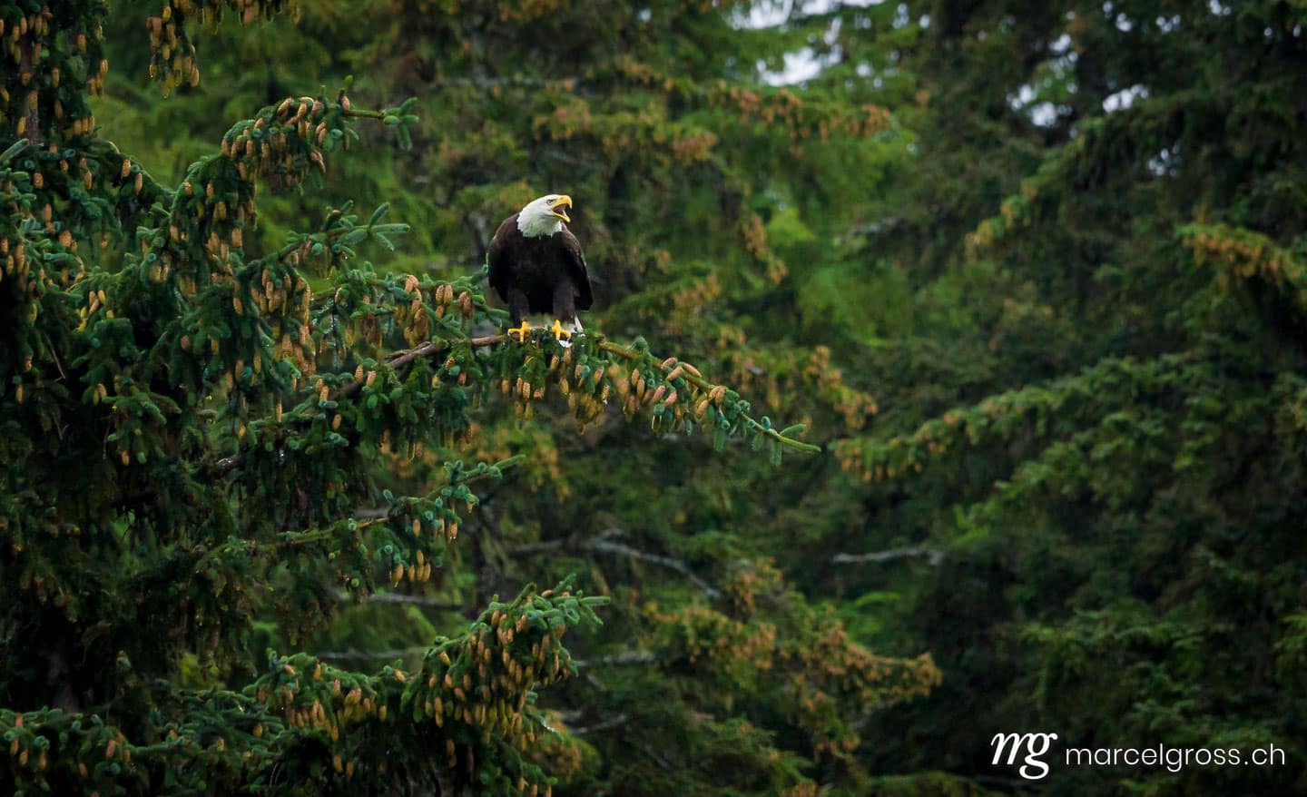 . Call of the Pacific Northwest . Marcel Gross Photography