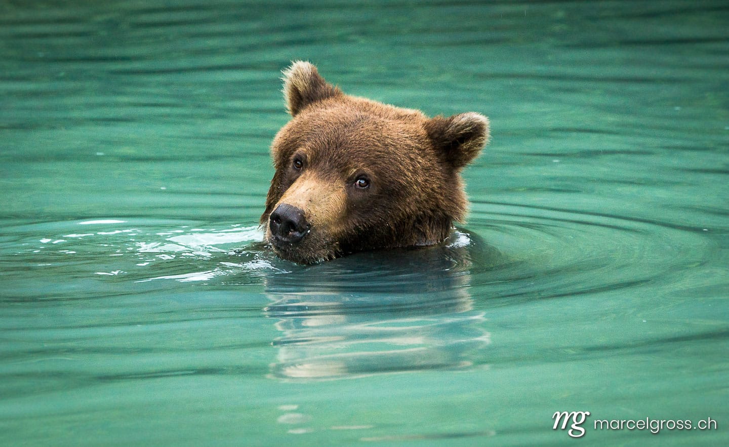 . bear in turquoise. Marcel Gross Photography