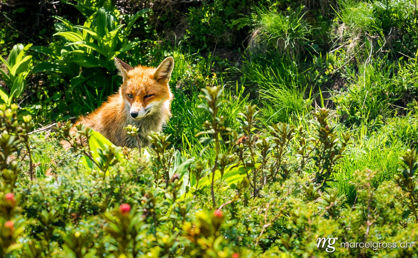 . Rotfuchs im Gran Paradiso Nationalpark, Aosta Tal, Italien. Marcel Gross Photography