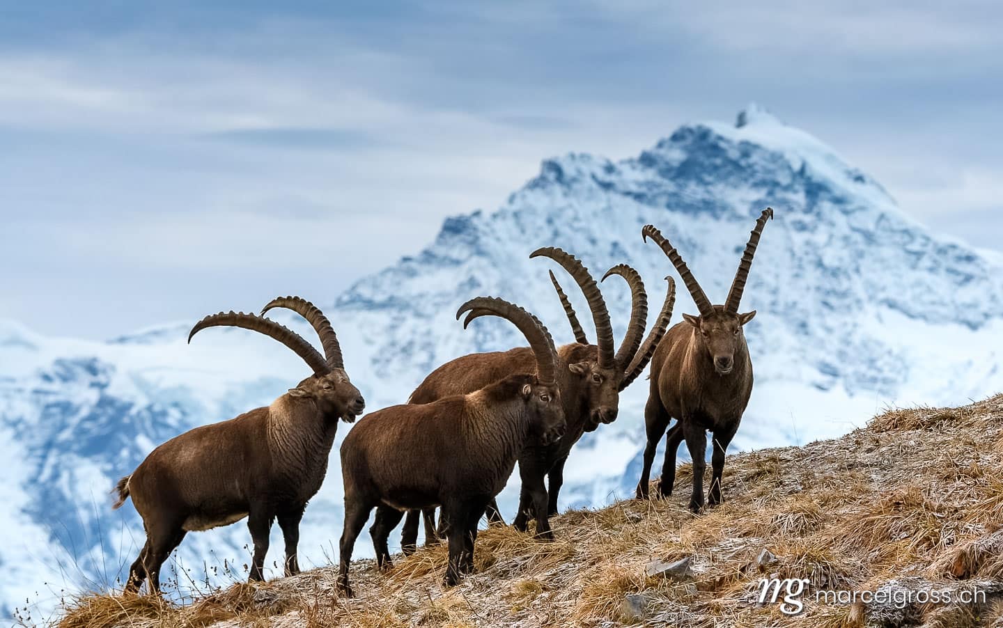 . Taken by Marcel Gross Photography