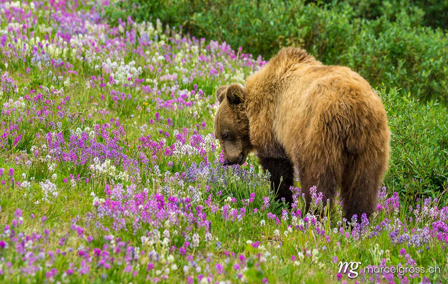 . grizzly in wildflower field. Marcel Gross Photography