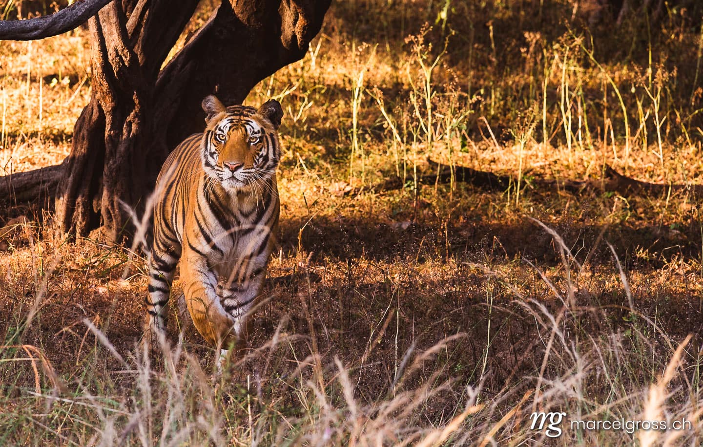 Tiger Bilder. Bengal Tiger in high grass in Bandhavgarh National Park, Madhya Pradesh. Marcel Gross Photography