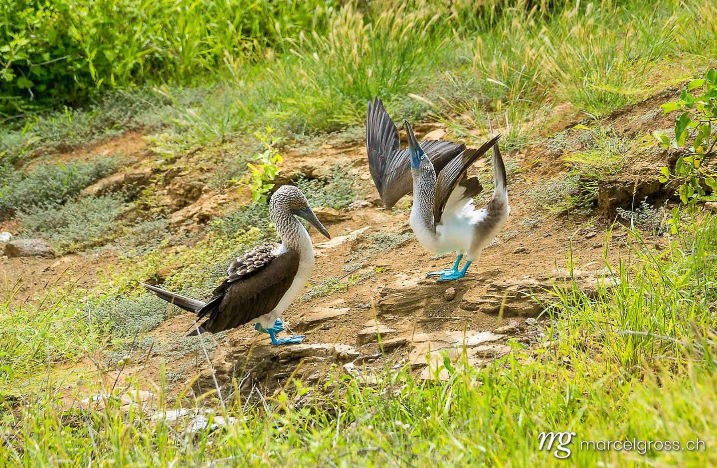 a pair of Blue-footed boobies (Sula nebouxii) performing their famous mating dance on the Galapagos Islands. Taken by Marcel Gross Photography