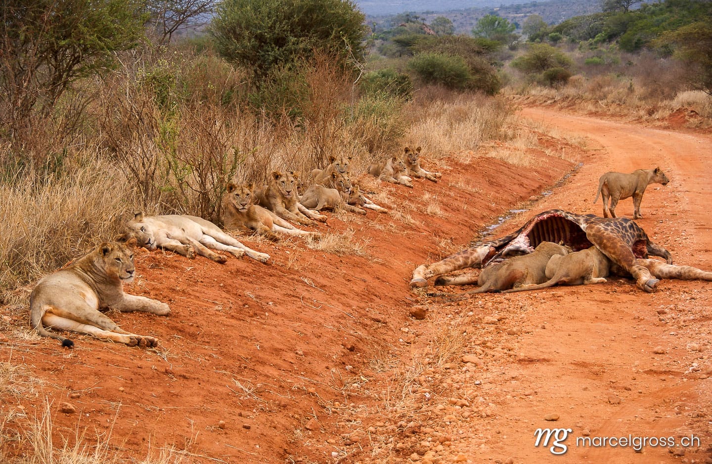 Löwen Bilder. big pride of lions at a giraff kill in Tsavo National Park, Kenya. Marcel Gross Photography