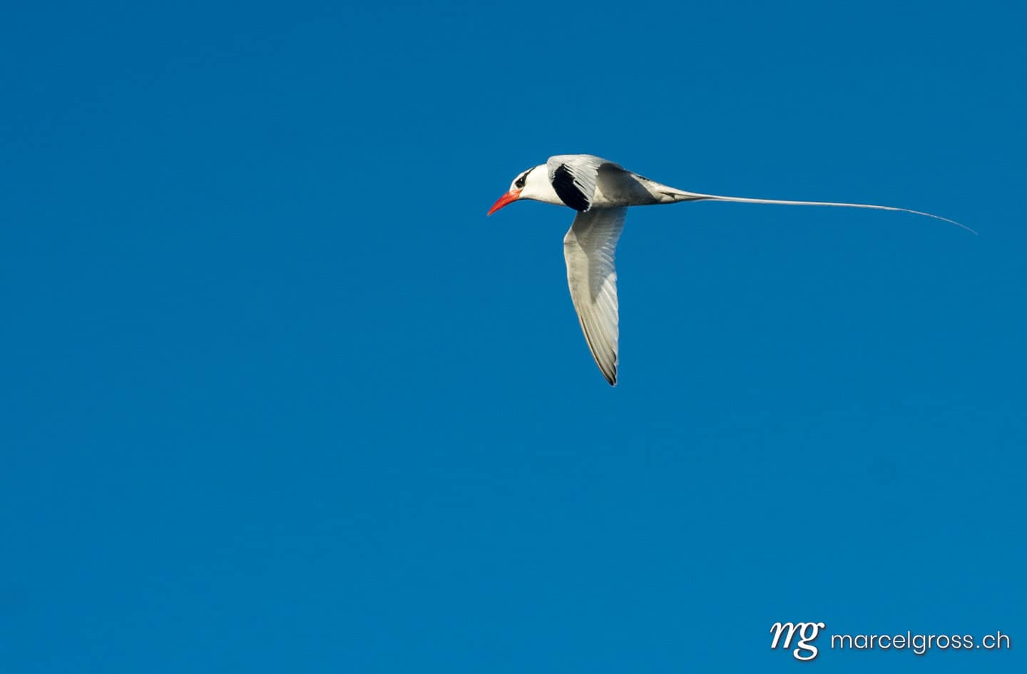 . Rotschnabel-Tropikvogel im Flug bei Isla Daphne Mayor, Galapagos. Marcel Gross Photography