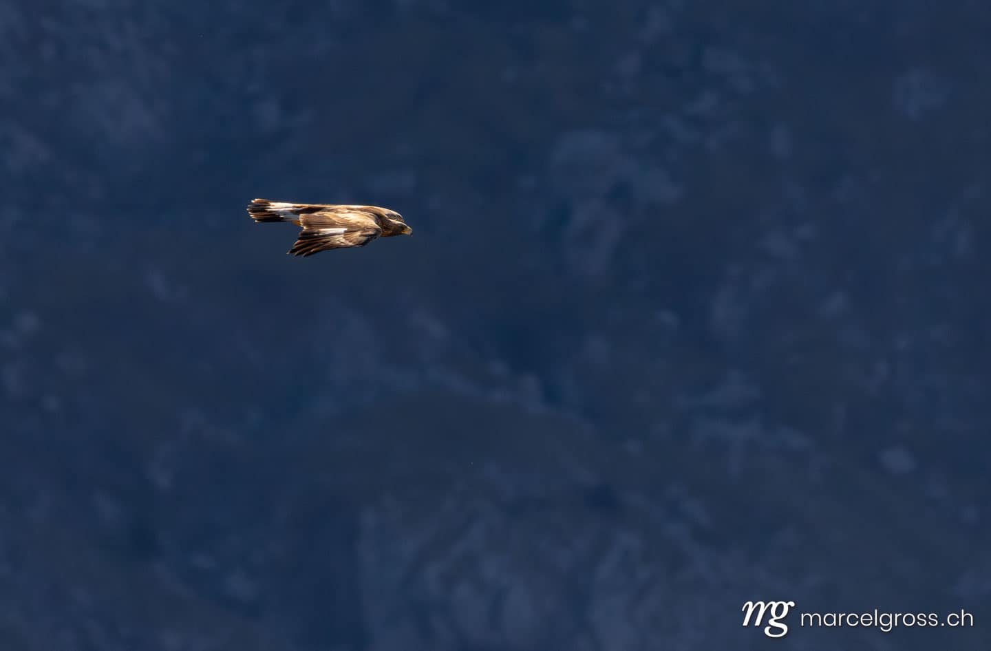 Golden eagle (Aquila chrysaetos) in flight in the Swiss Alps, Switzerland. (c) Marcel Gross Photography