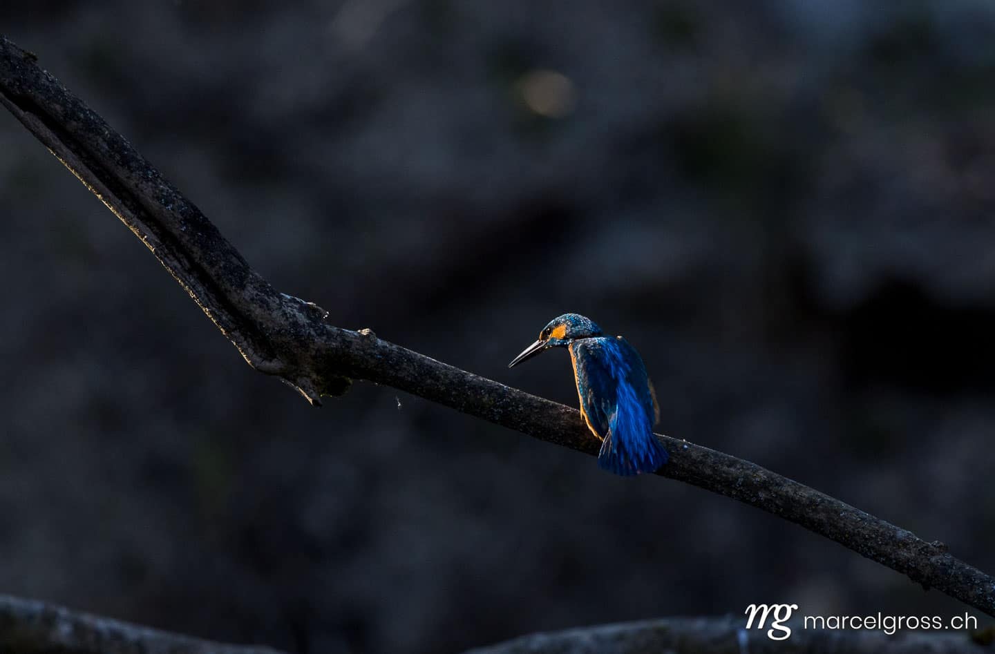 Vogel Bilder Schweiz. swiss kingfisher at a pond. Marcel Gross Photography