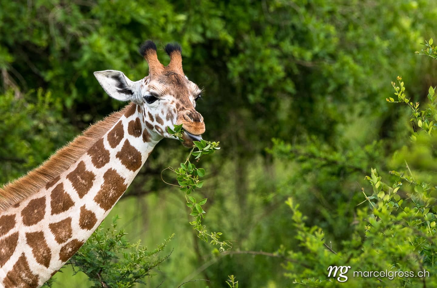Uganda Bilder. giraffes in the savannah of Lake Mburo National Park, Uganda. Marcel Gross Photography