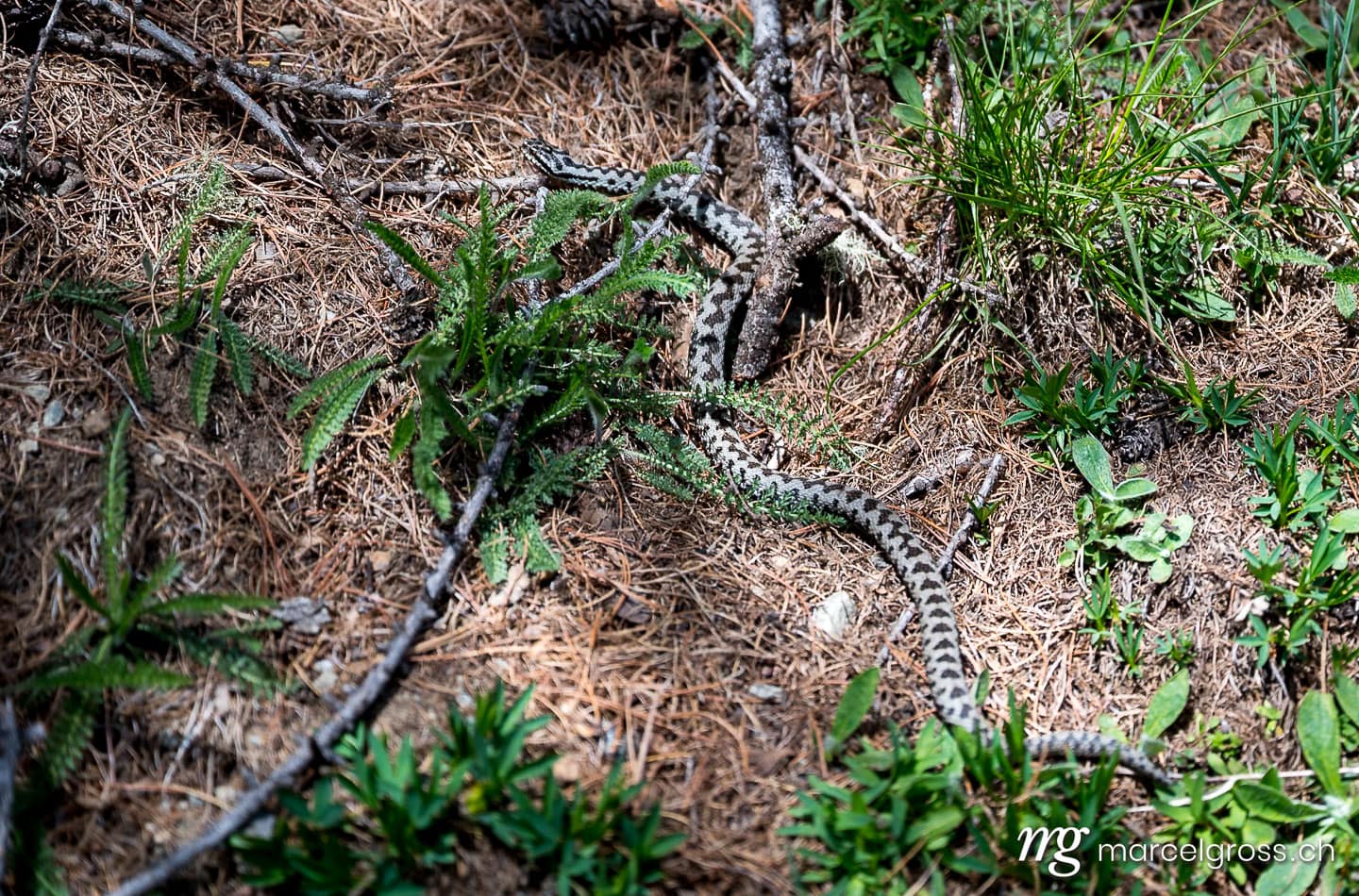 . Adder in Val Roseg, Engadin. Marcel Gross Photography