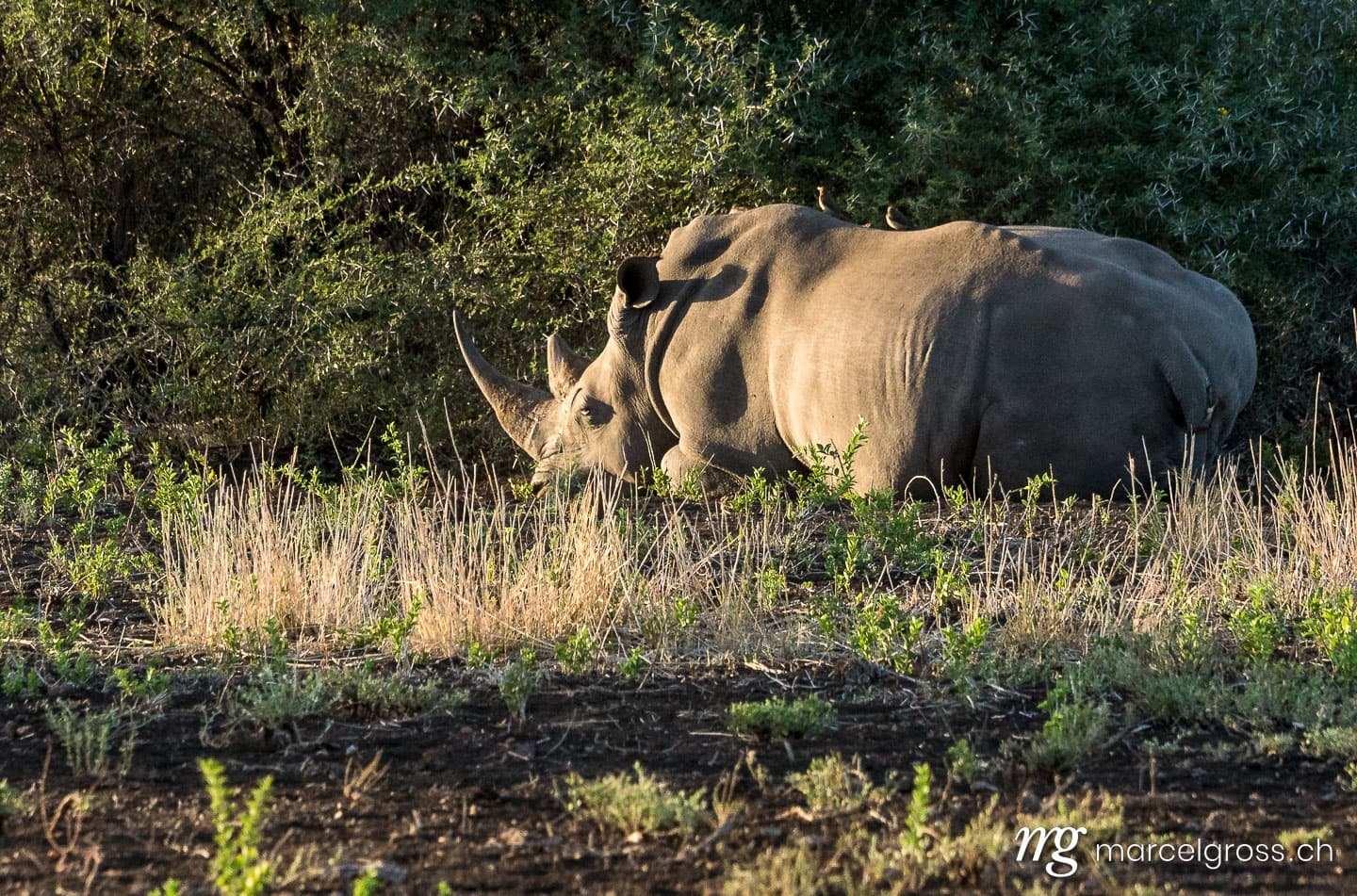 . Schlafendes Breitmaulnashorn auf Safari im Krüger Nationalpark. Marcel Gross Photography