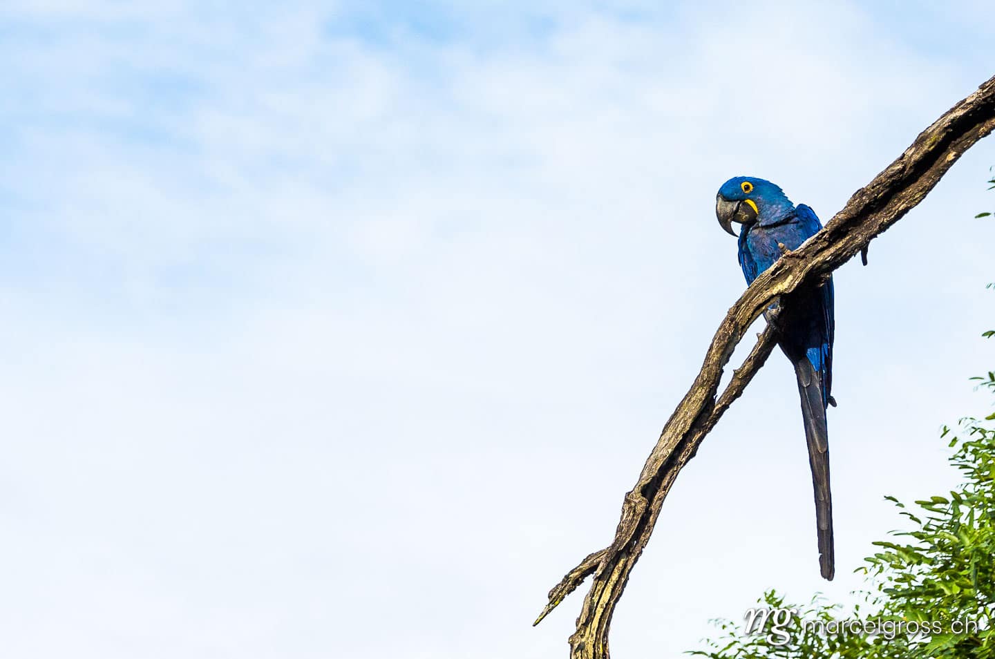 . Hyazinth-Ara im brasilianischen Pantanal. Marcel Gross Photography