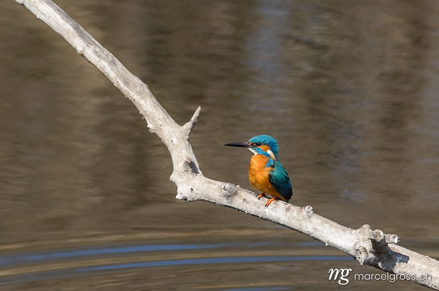 Vogel Bilder Schweiz. swiss kingfisher at a pond. Marcel Gross Photography