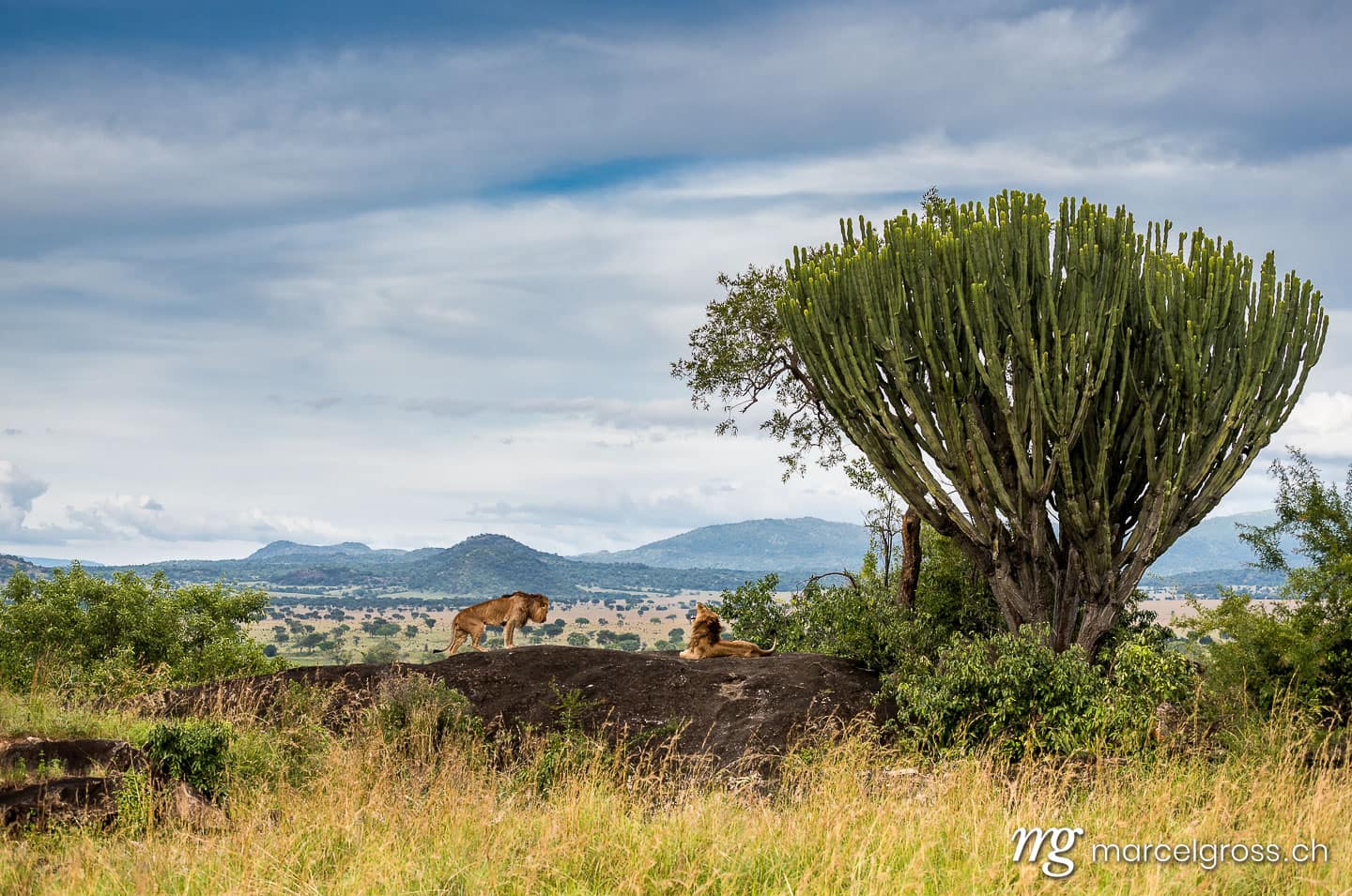 Uganda Bilder. two male lions on top of a kopje overlooking their territory in Kidepo National Park. Marcel Gross Photography