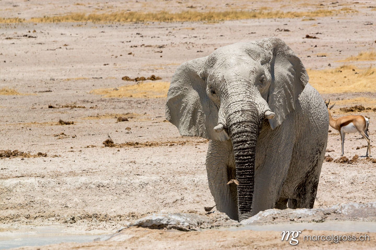 . a boss at the waterhole. Marcel Gross Photography