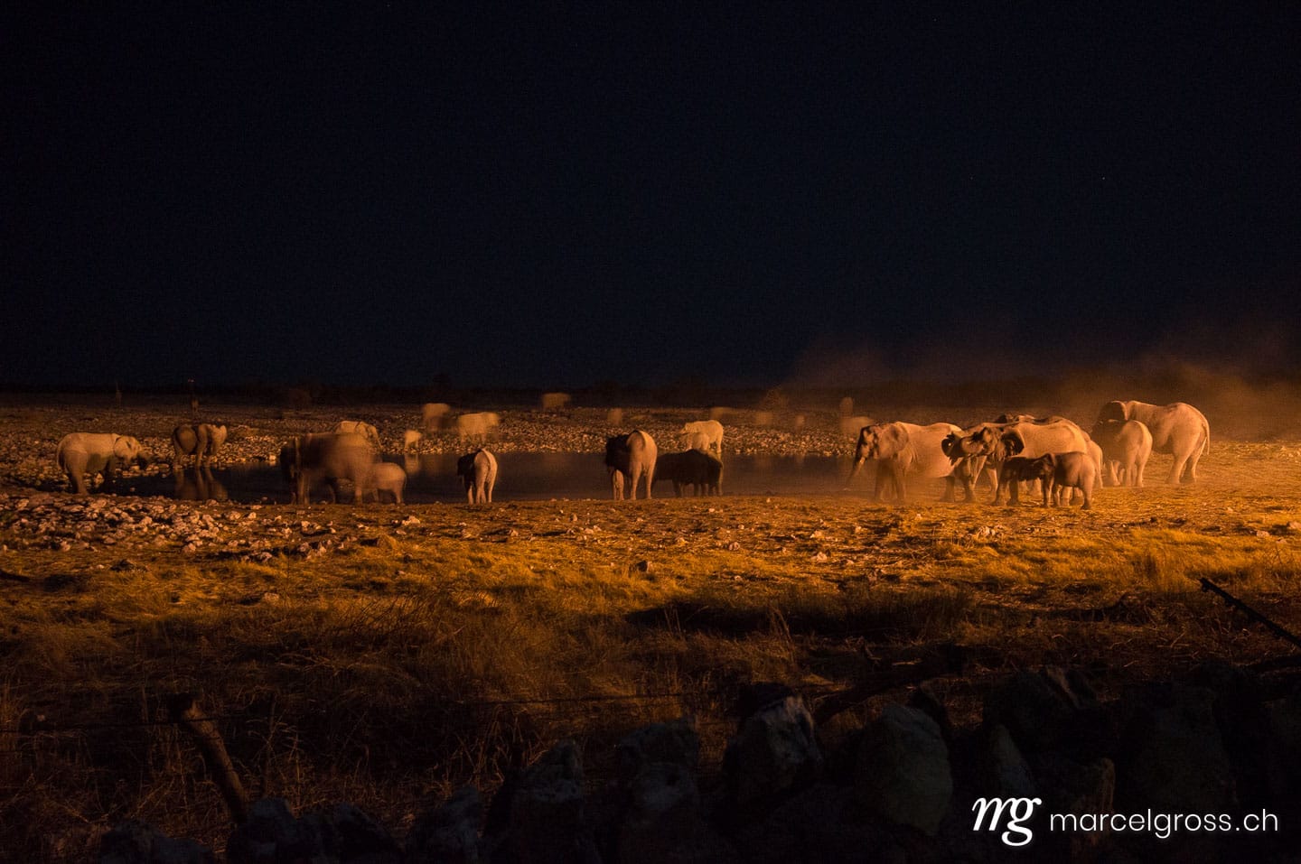 . a herd of Elephants. Marcel Gross Photography