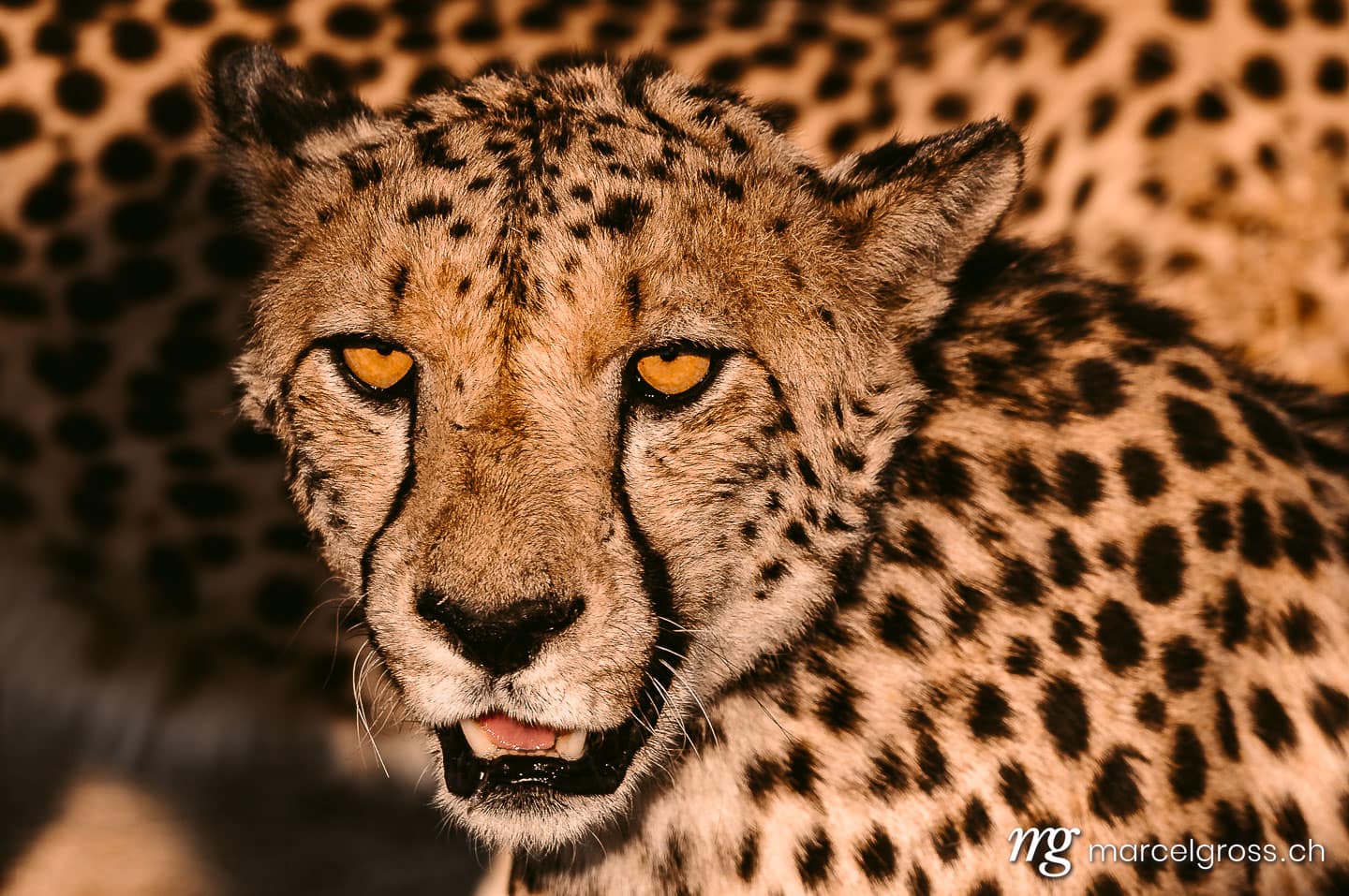 Geparden Bilder. Cheetah. Marcel Gross Photography