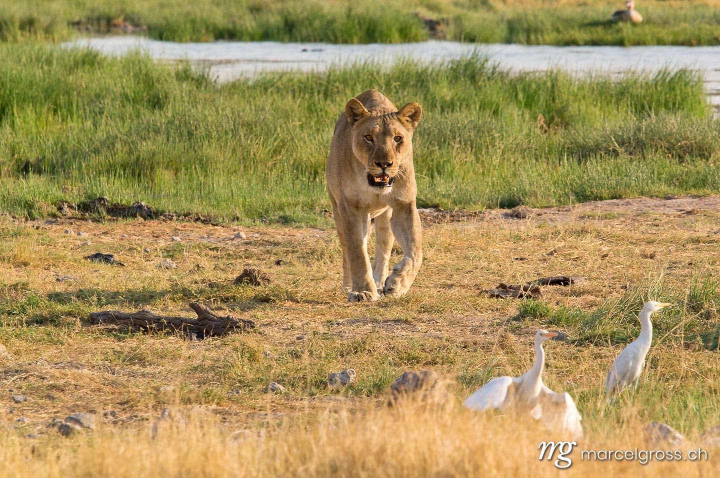 Löwen Bilder. lioness heads on encounter in Etosha. Marcel Gross Photography