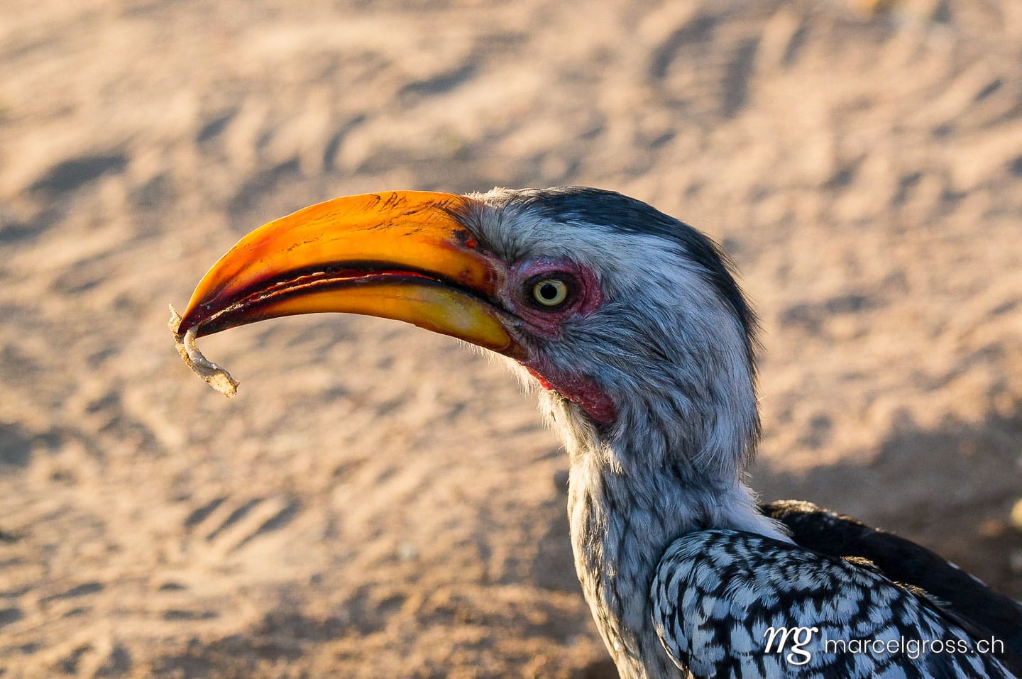 . Nashornvogel. Marcel Gross Photography