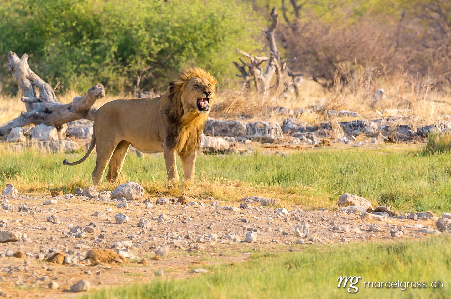 Löwen Bilder. roaring male lion, Etosha. Marcel Gross Photography