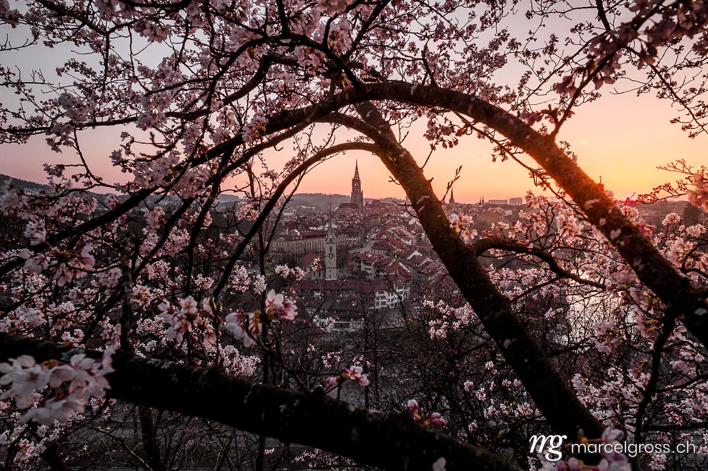 Bern Bilder. cherry blossom in front of the oldtown of Bern. Marcel Gross Photography