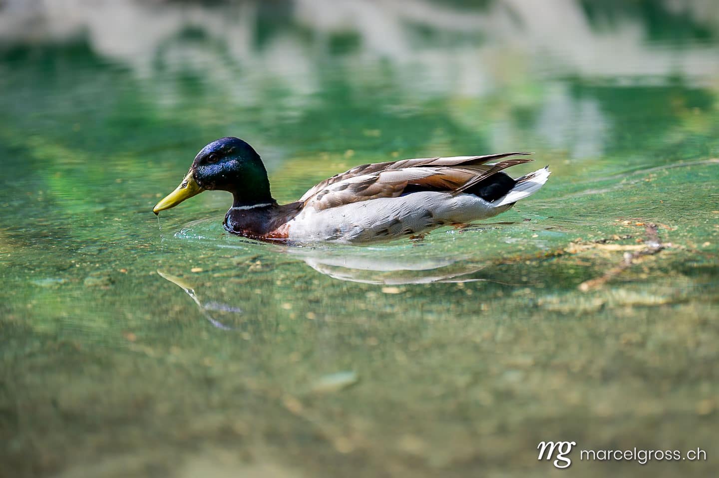 Vogel Bilder Schweiz. male Common merganser (Mergus merganser) in a mountain lake. Marcel Gross Photography