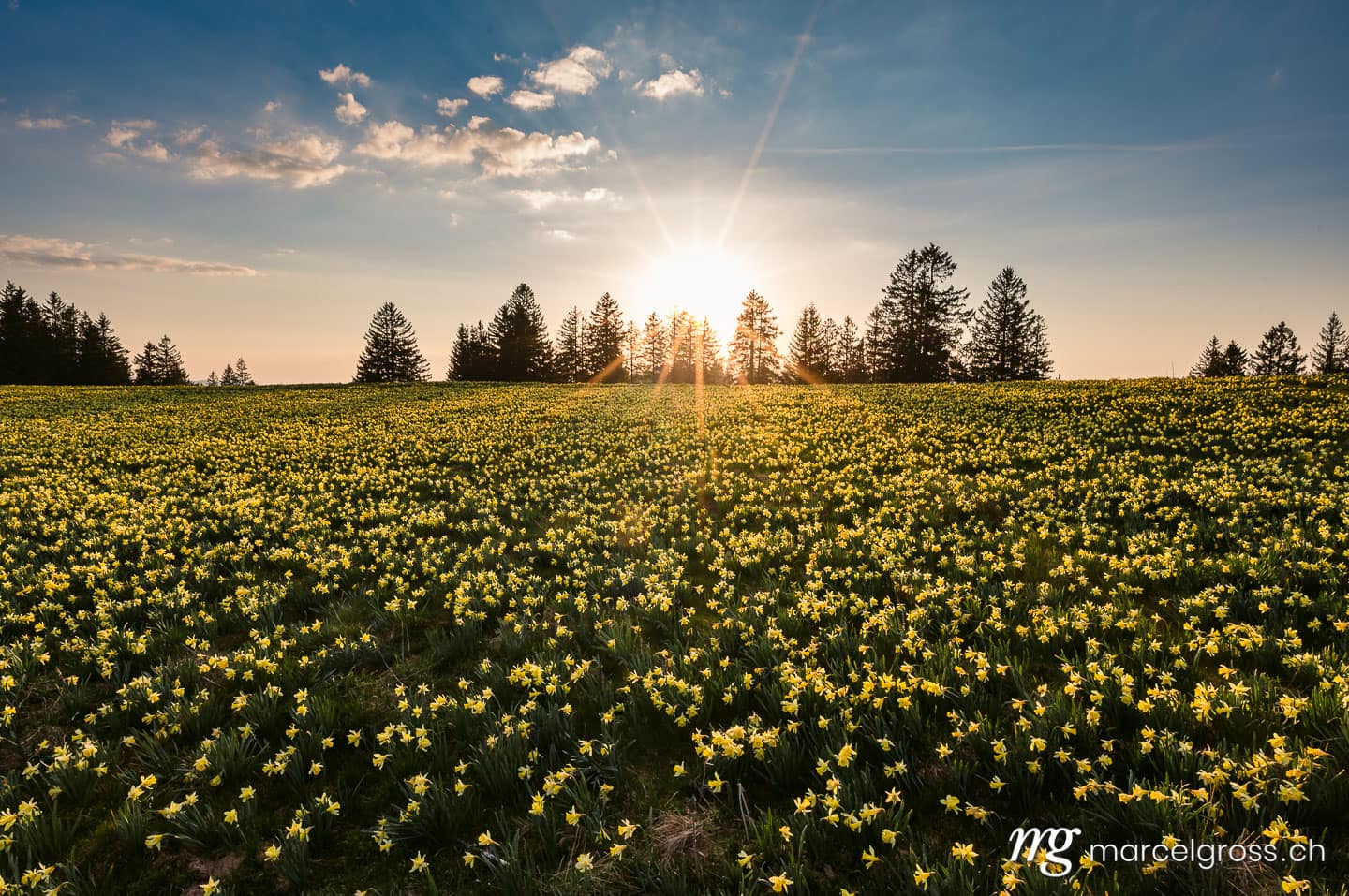 . Jura Narzisse im Sonnenuntergang. Marcel Gross Photography