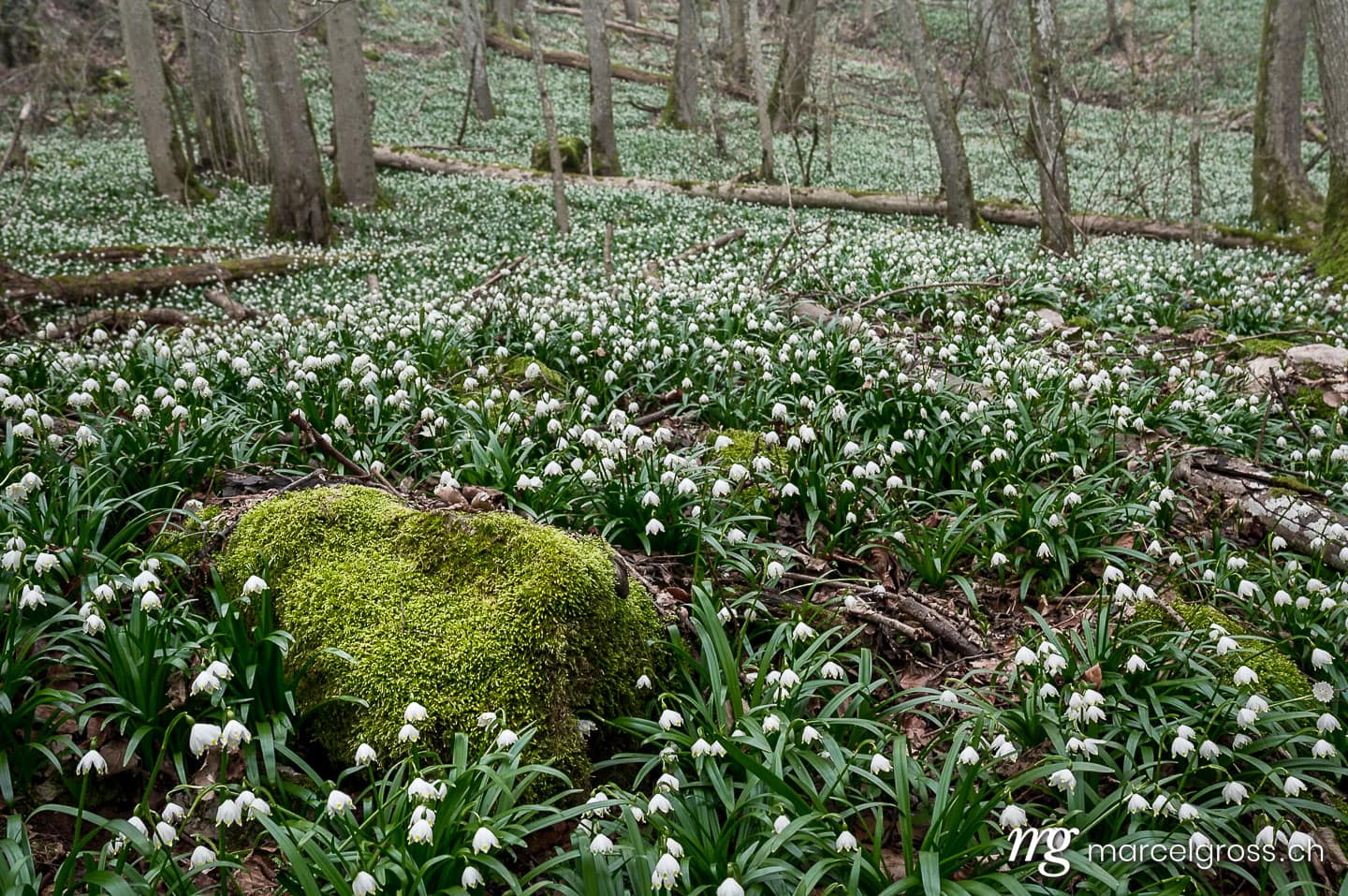 Frühlingsbilder Schweiz. moos covered rock surrounded by a field of wildgrowing spring snowflakes (german Märzenbecher, lat. Leucojum vernum) in a swiss forest. Marcel Gross Photography