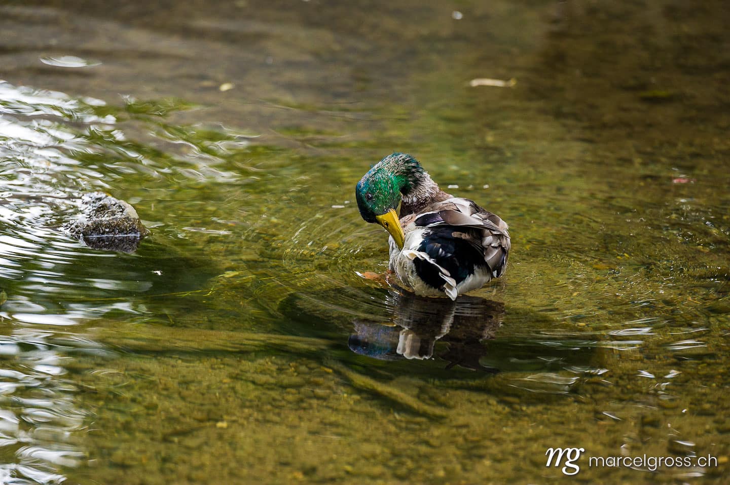 . male duck cleaning his feathers. Marcel Gross Photography