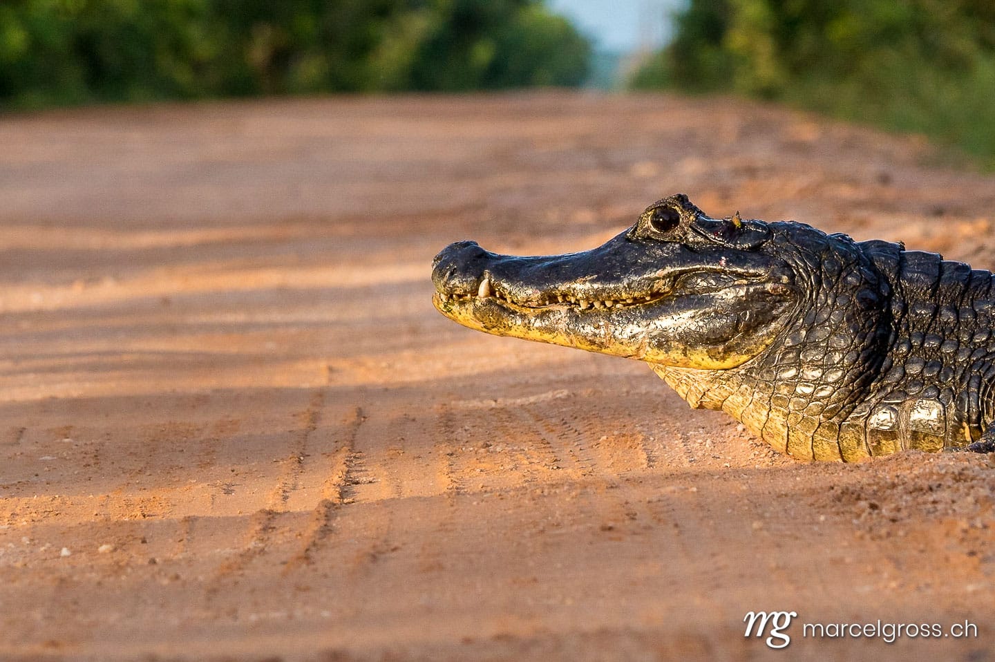 . Brillenkaiman auf Transpantaneira Strasse, Pantanal. Marcel Gross Photography