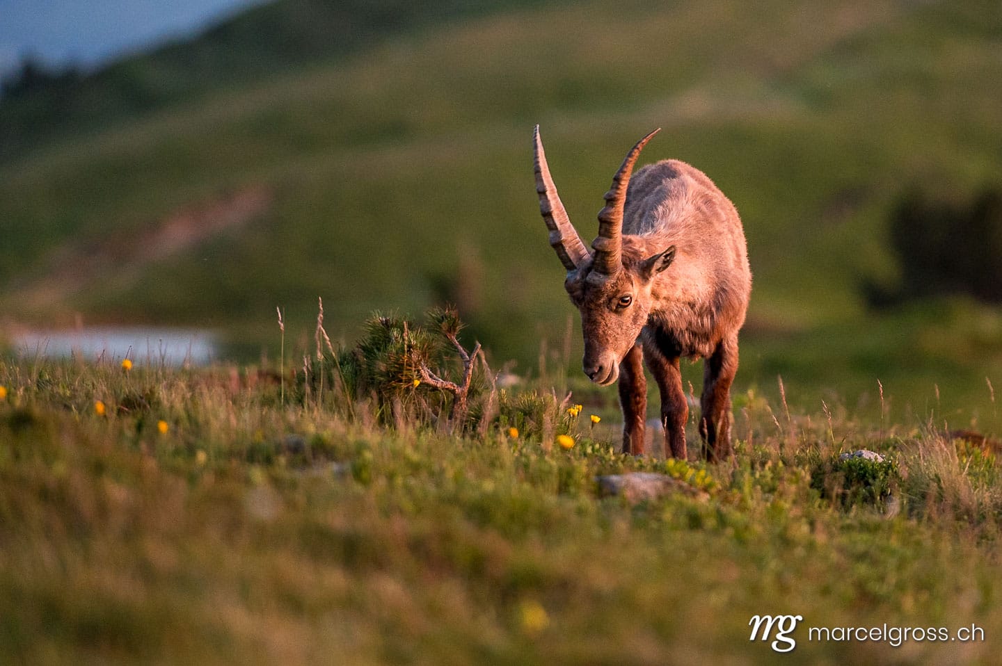 Steinbock Bilder. Junger Steinbock in Abendstimmung in Alpwiese im Berner Oberland. Marcel Gross Photography