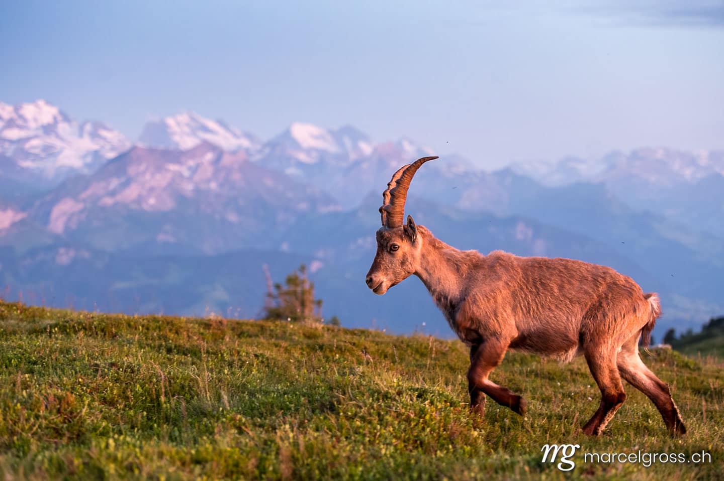 Steinbock Bilder. Junger Steinbock in Abendstimmung in Alpwiese im Berner Oberland. Marcel Gross Photography