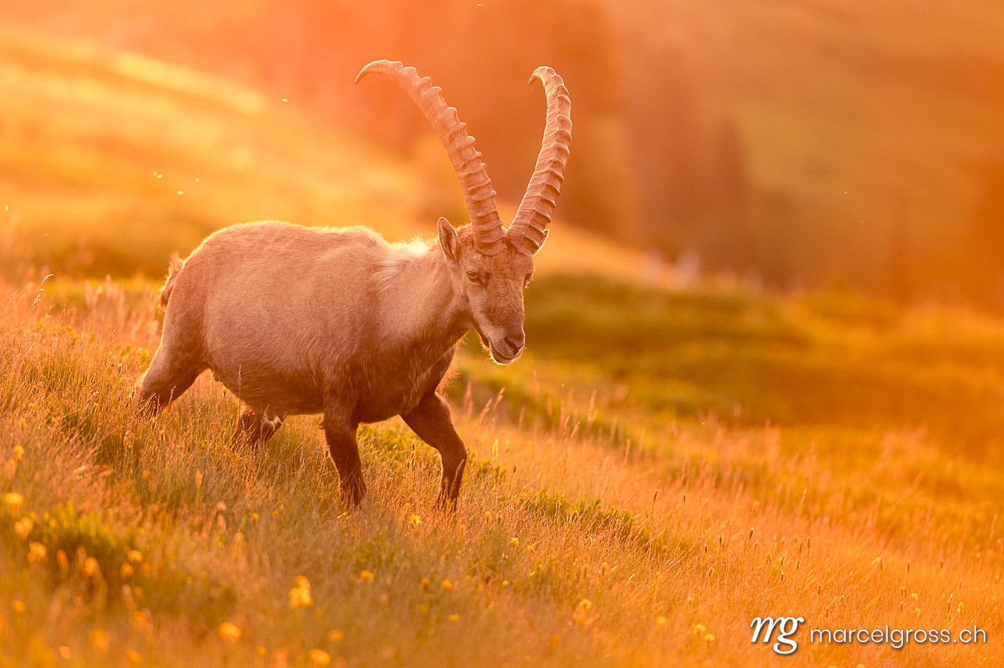 ibex in beautiful golden light