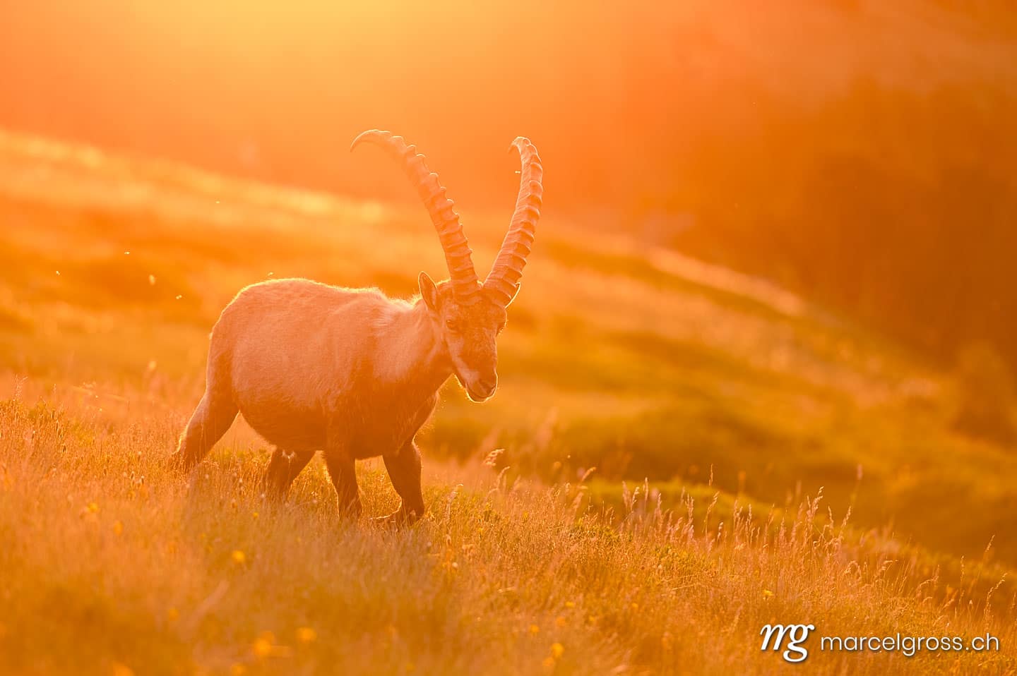 Magnificent male Alpine Ibex in the backlight of a summer morning. Taken by Marcel Gross Photography