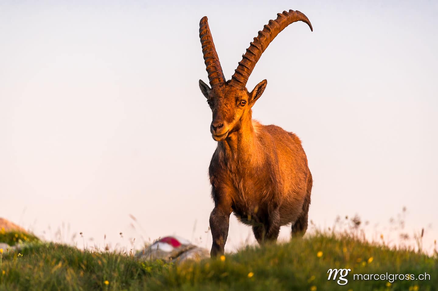 Steinbock Bilder. stattlicher männlicher Steinbock in sommerlicher Alpwiese im Berner Oberland. Marcel Gross Photography