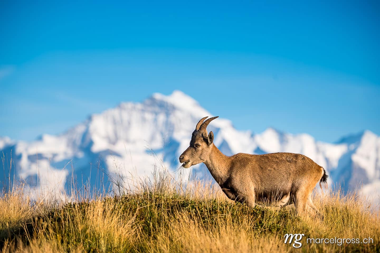 Capricorn in front of the peak of the Virgo. Taken by Marcel Gross Photography