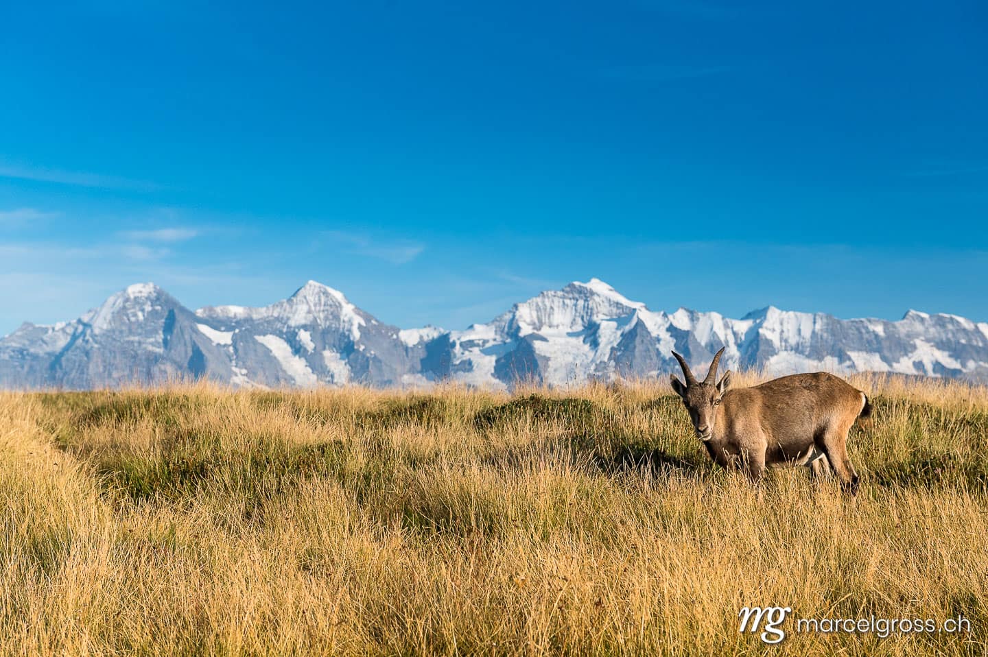 Steinbock Bilder. Steinbock vor den Gipfeln von Eiger, Mönch und Jungfrau. Marcel Gross Photography
